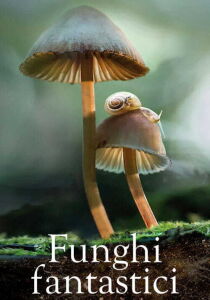 Funghi fantastici streaming